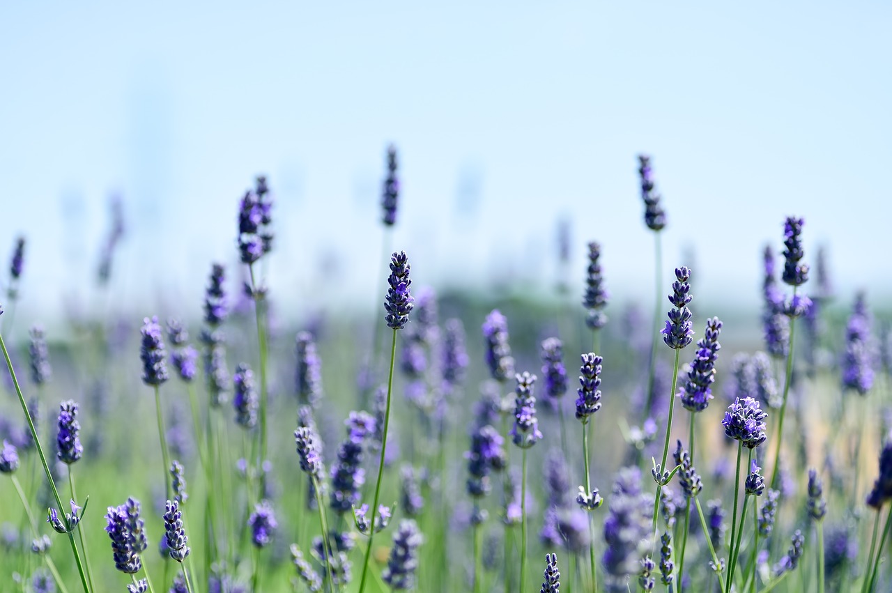 lavender  field  natural free photo