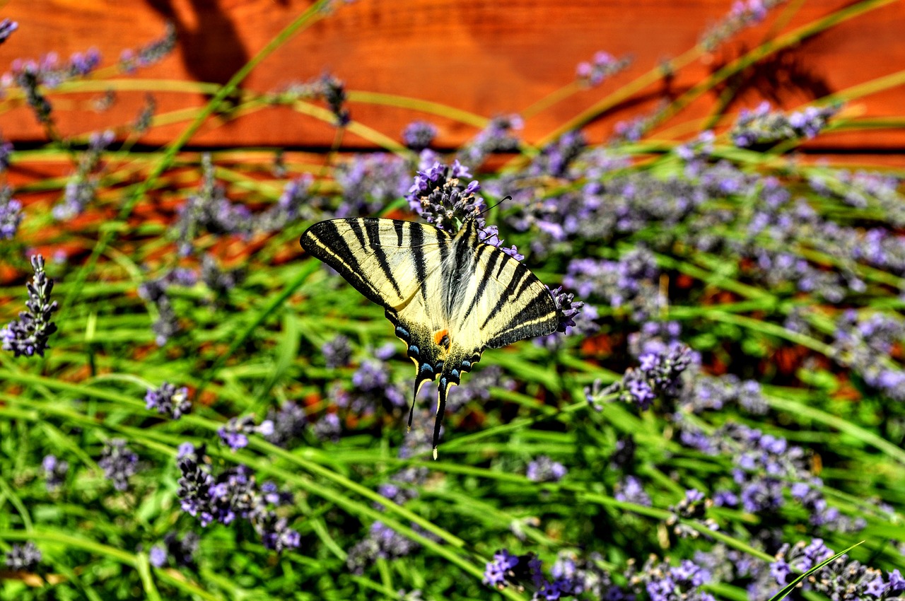 lavender  butterfly  nature free photo