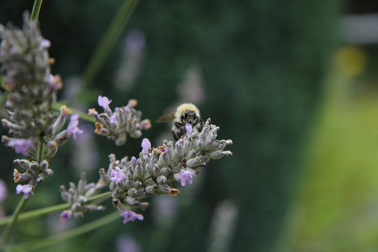 lavender  garden  insect free photo