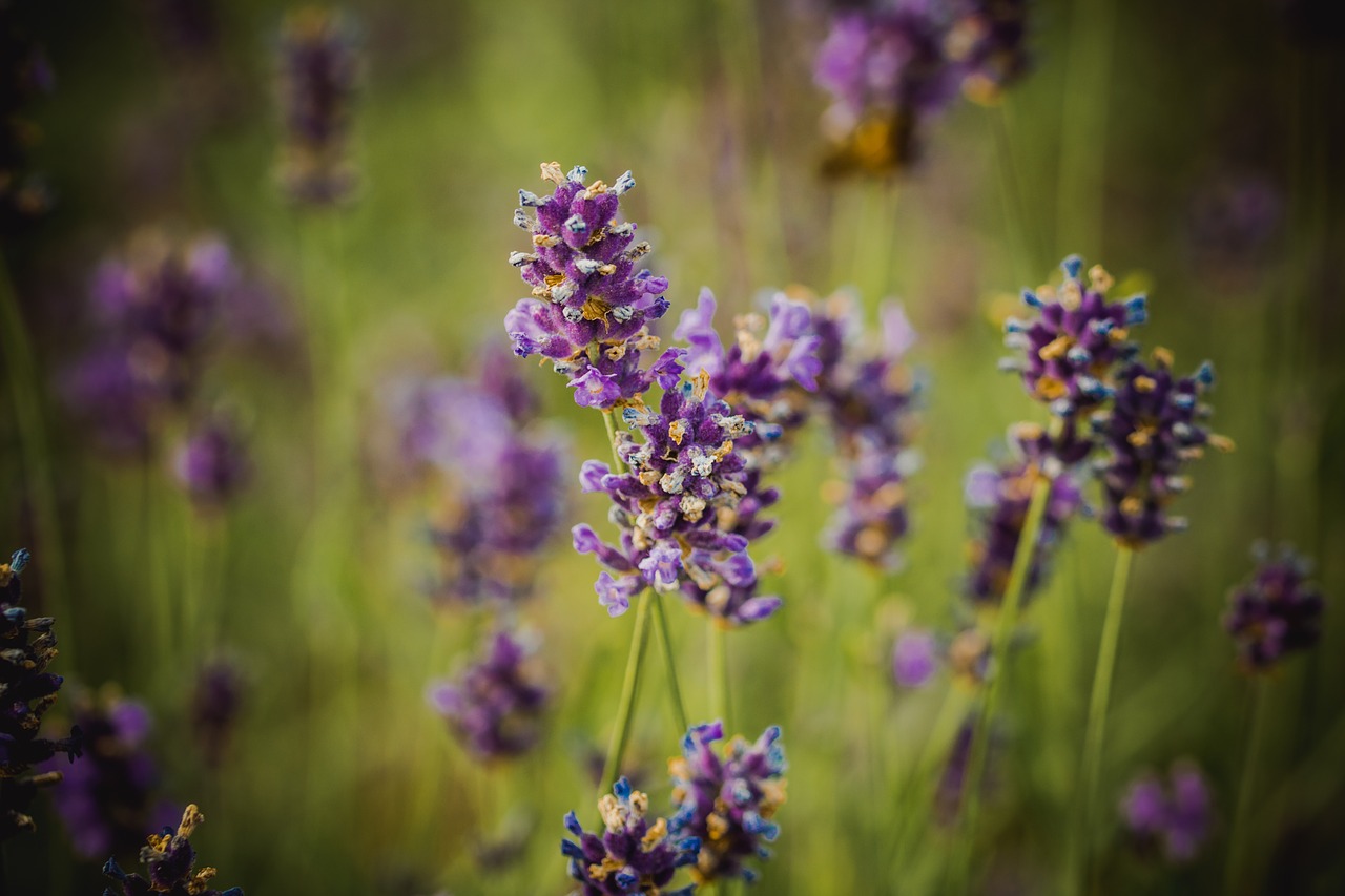 lavender  purple  blossom free photo