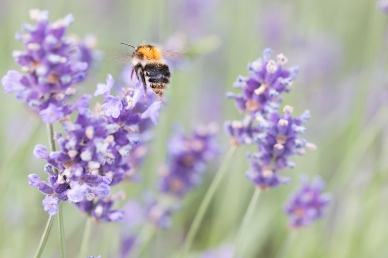 lavender  bee  honey bee free photo