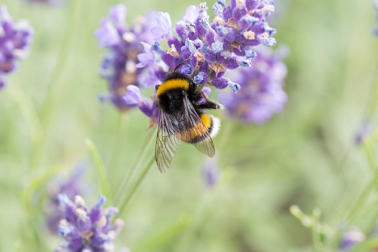 lavender  bee  honey bee free photo