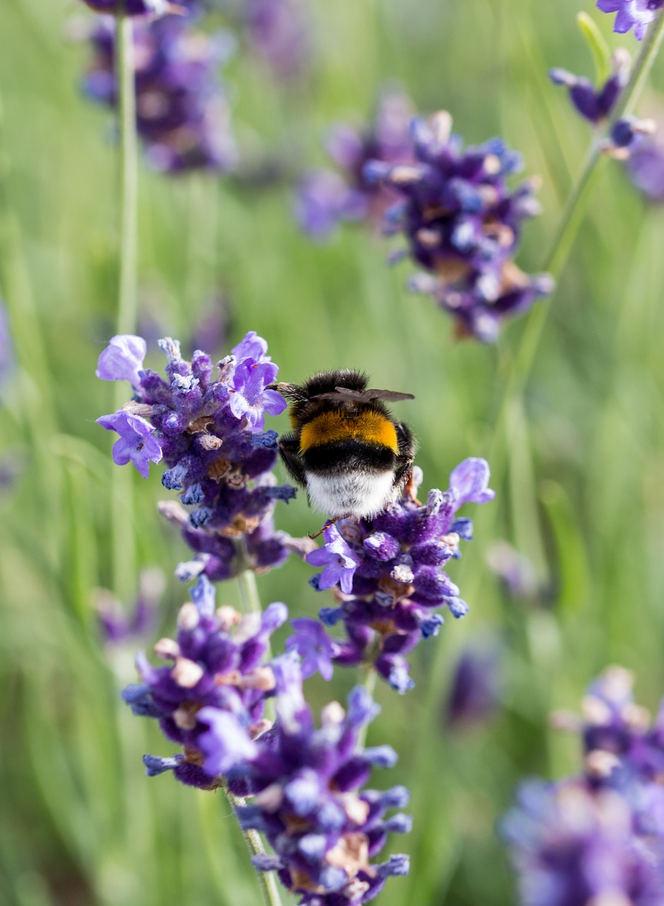 lavender  bee  honey bee free photo