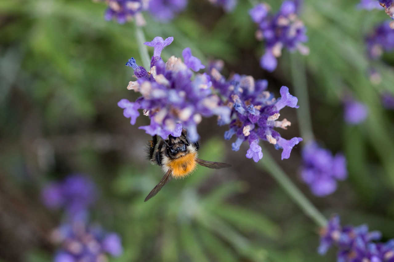 lavender  bee  honey bee free photo