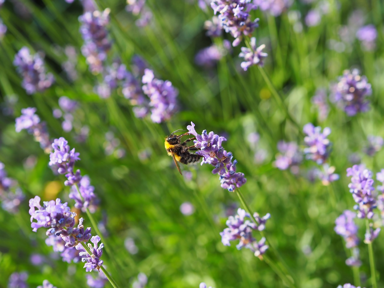 lavender  blossom  bloom free photo