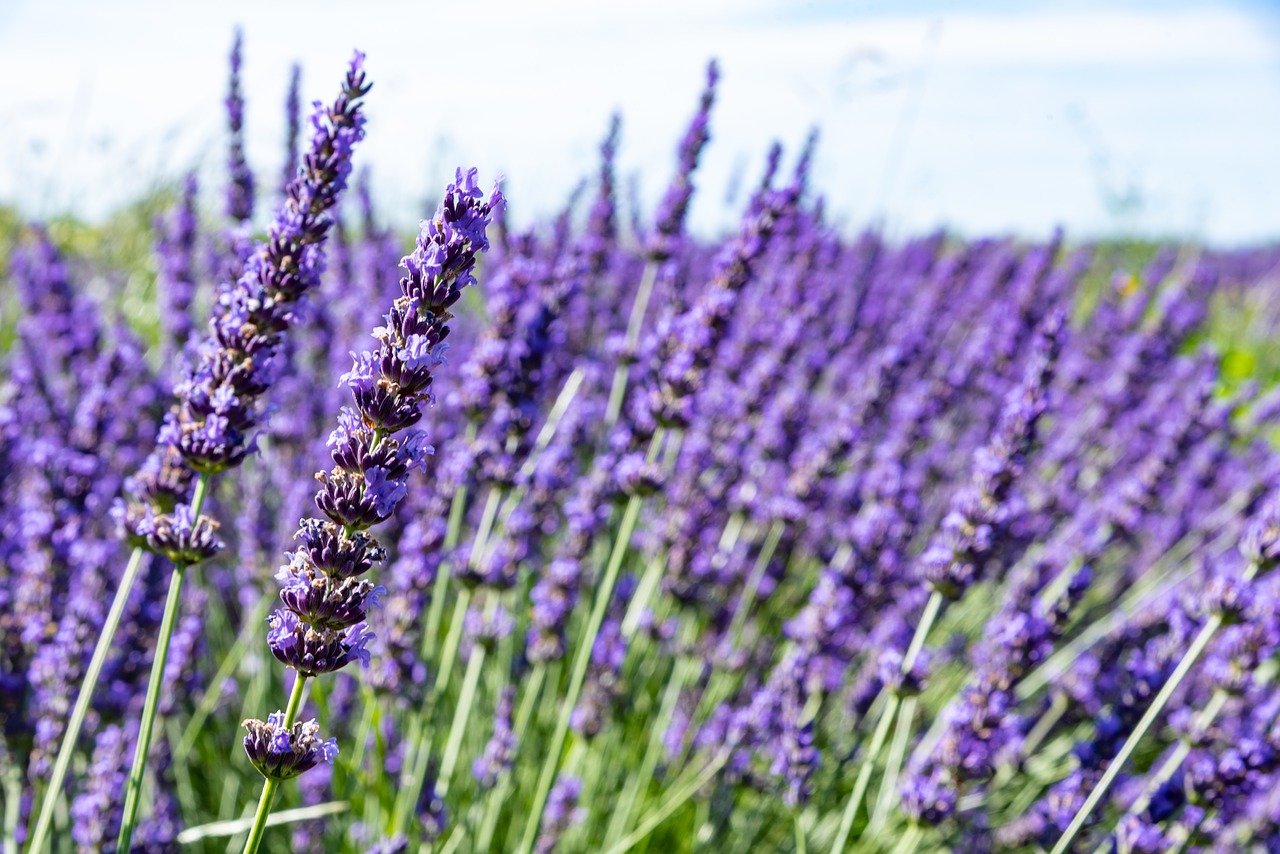 lavender  field of lavender  flower free photo