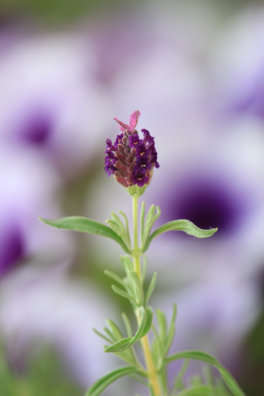 lavender  flower  blossom free photo