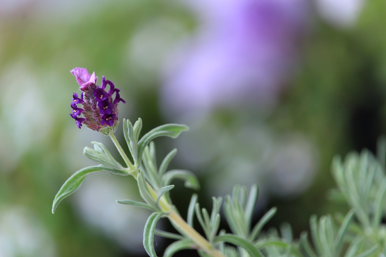 lavender  flower  blossom free photo