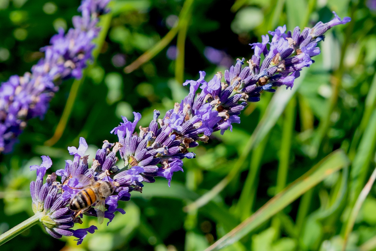 lavender  bee  close up free photo