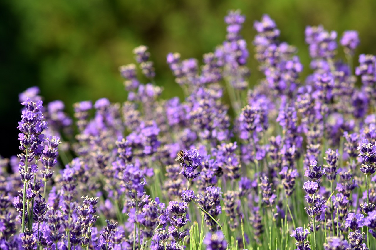 lavender  flowers  nature free photo
