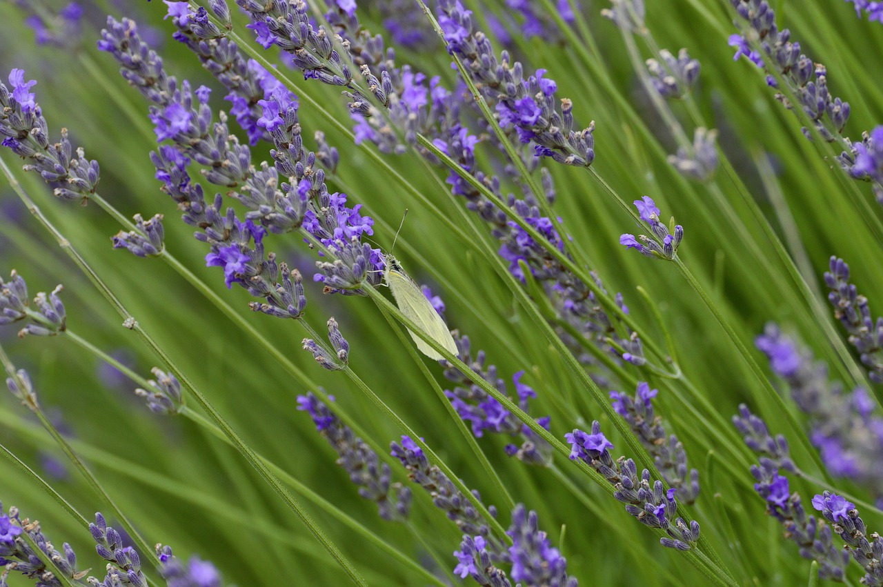 lavender  flower  butterfly free photo