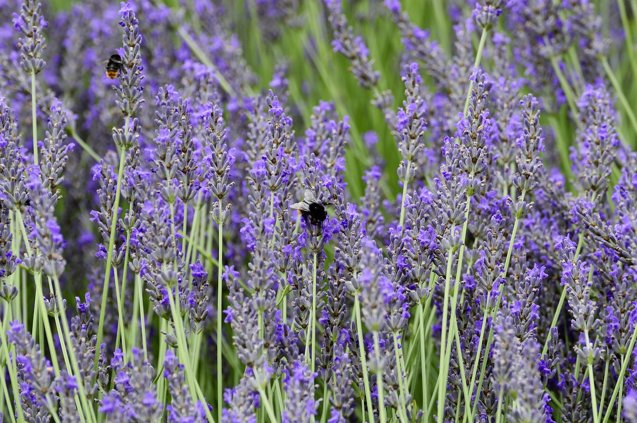 lavender  flower  hummel free photo