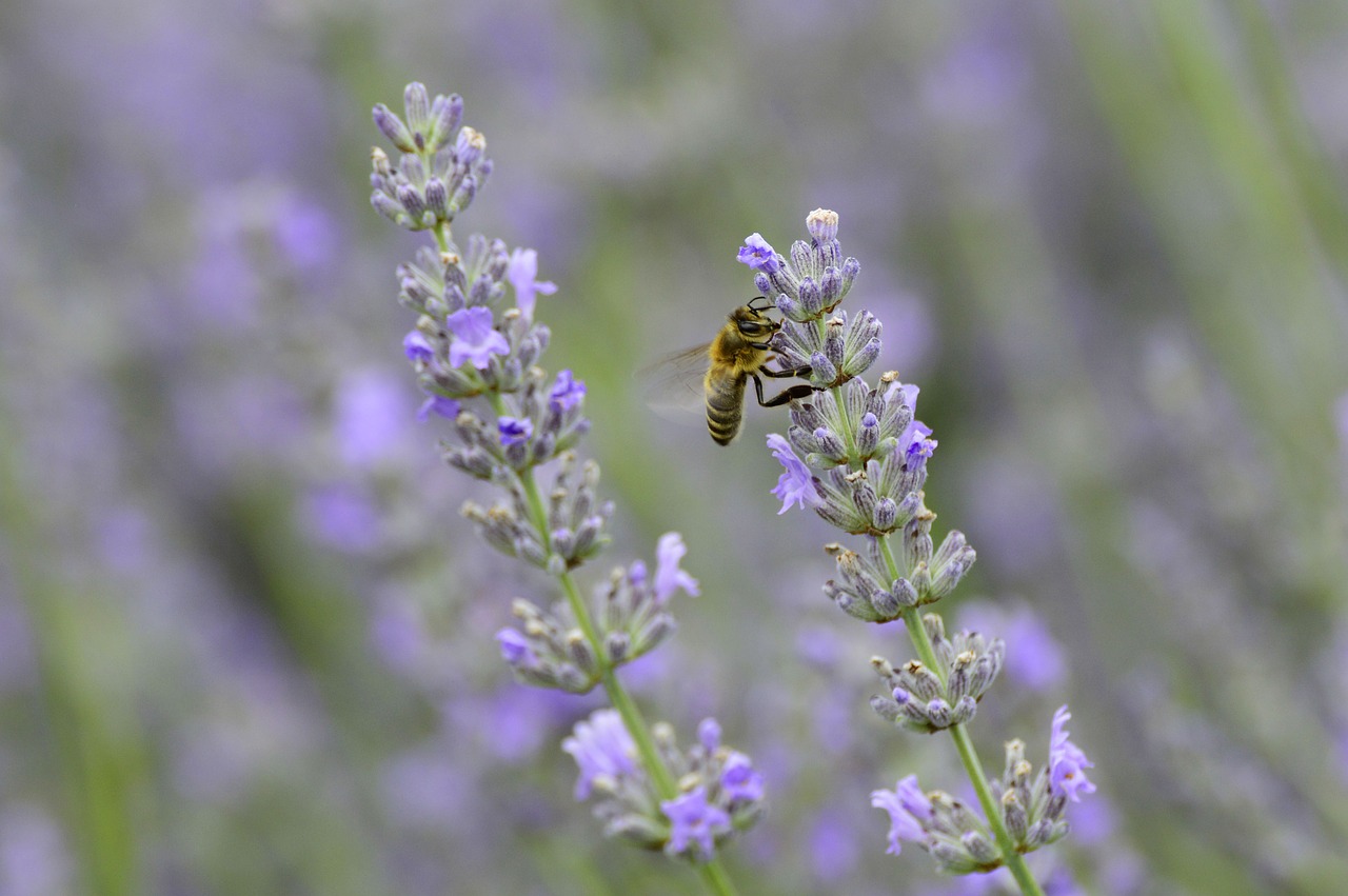 lavender  flower  bee free photo