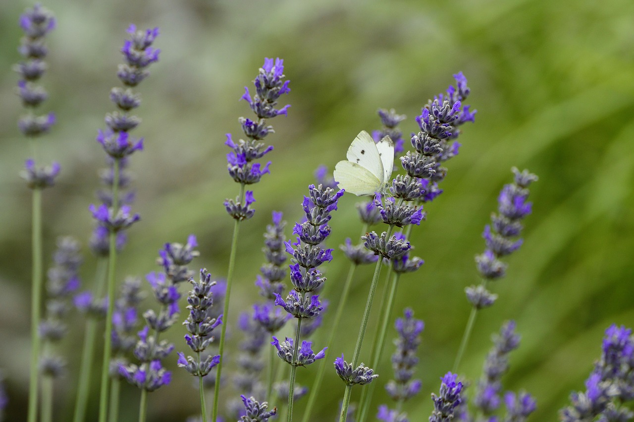 lavender  flower  butterfly free photo