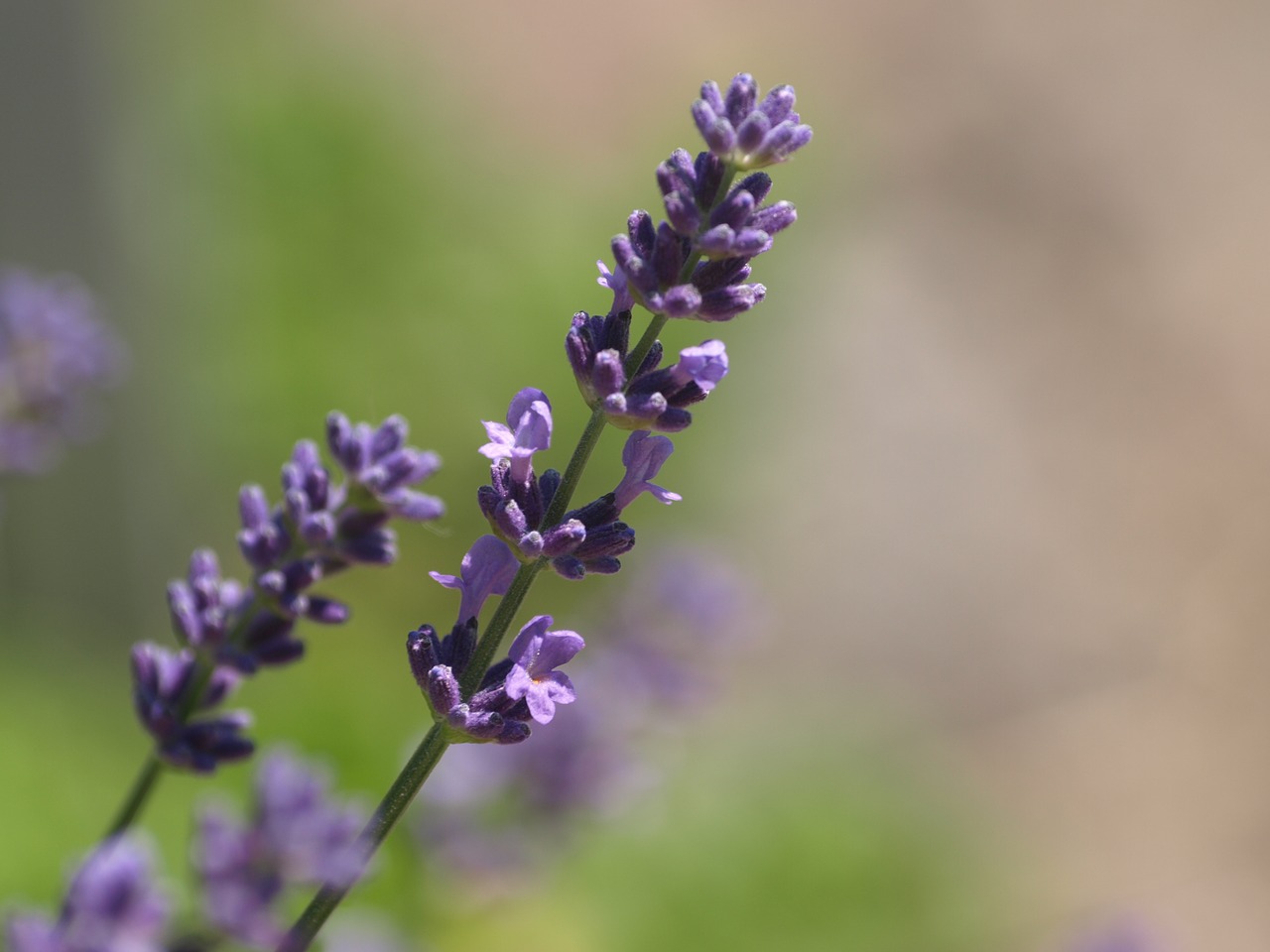 lavender  herbs  summer free photo