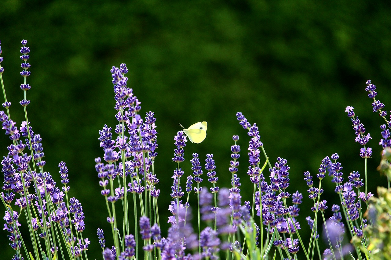 lavender  plant  butterfly free photo