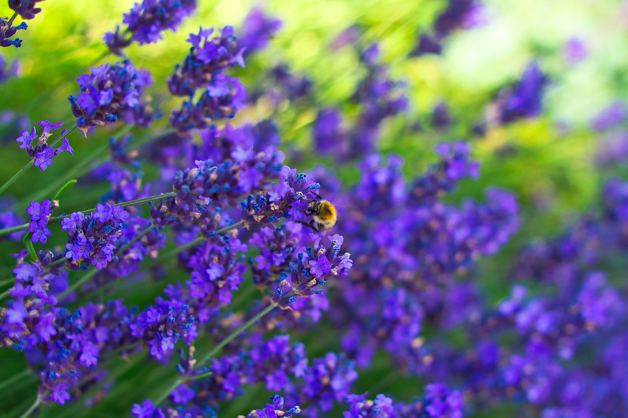 lavender  garden  flowers free photo