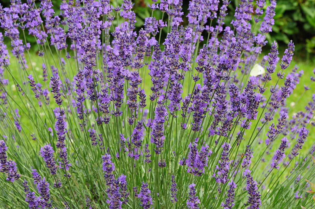 lavender  summer  violet free photo