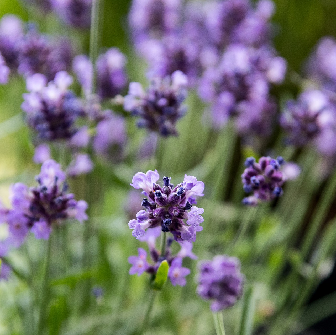 lavender  plant  nature free photo