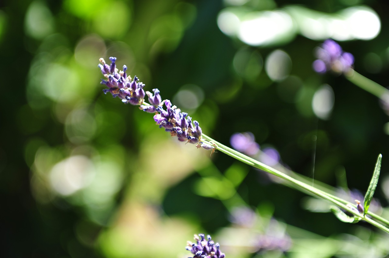 lavender  herb  fragrance free photo