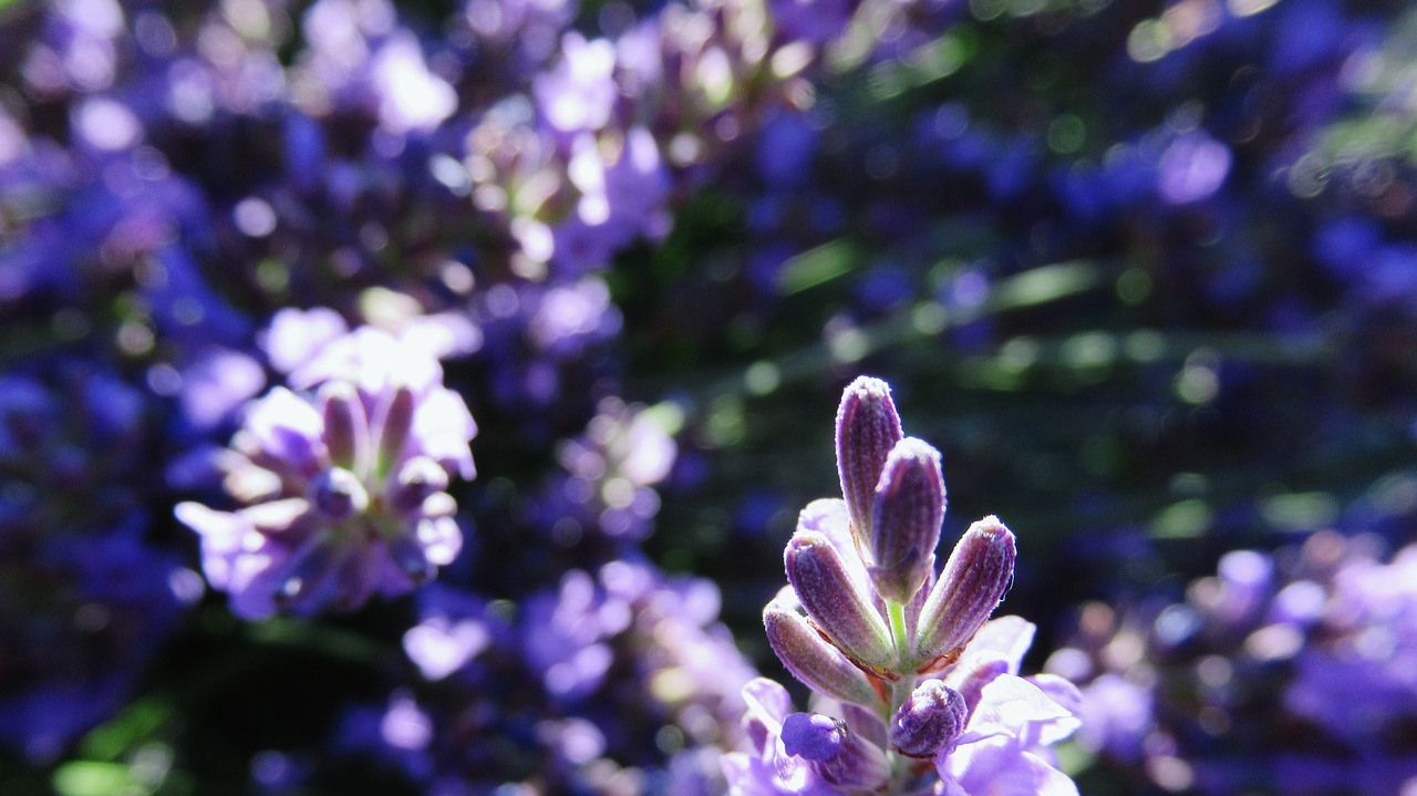 lavender  purple  plant free photo