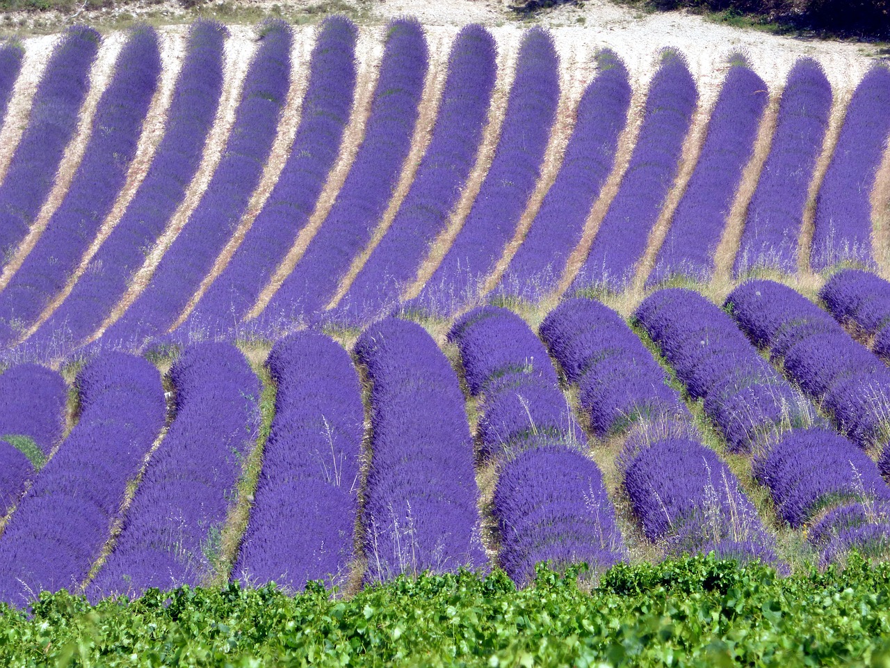lavender  field  flowers free photo