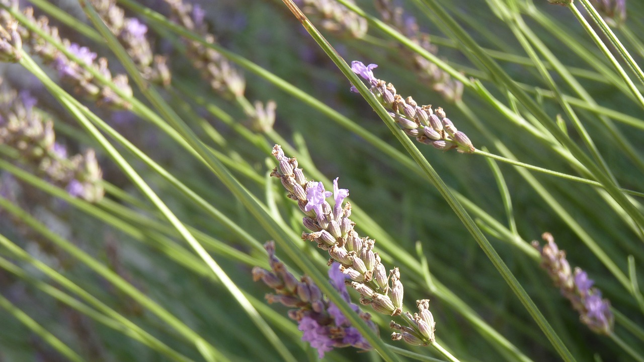 lavender  sun  provence free photo