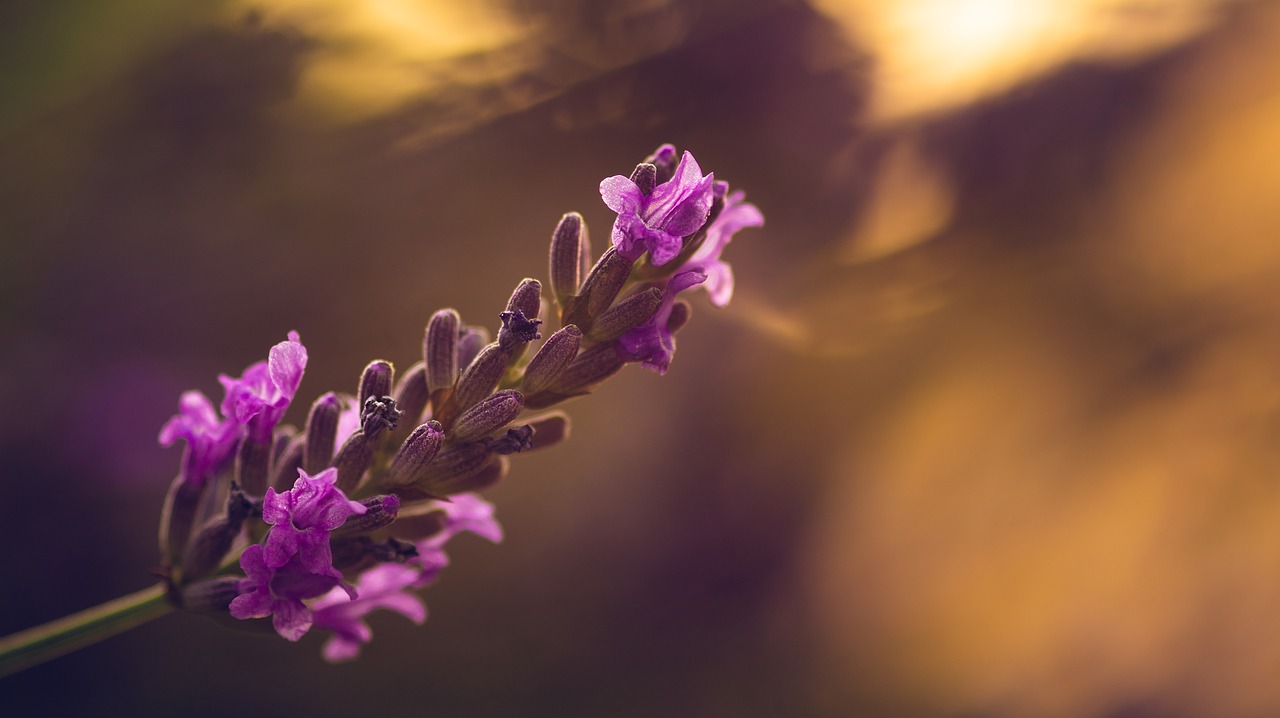 lavender  sunset  nature free photo