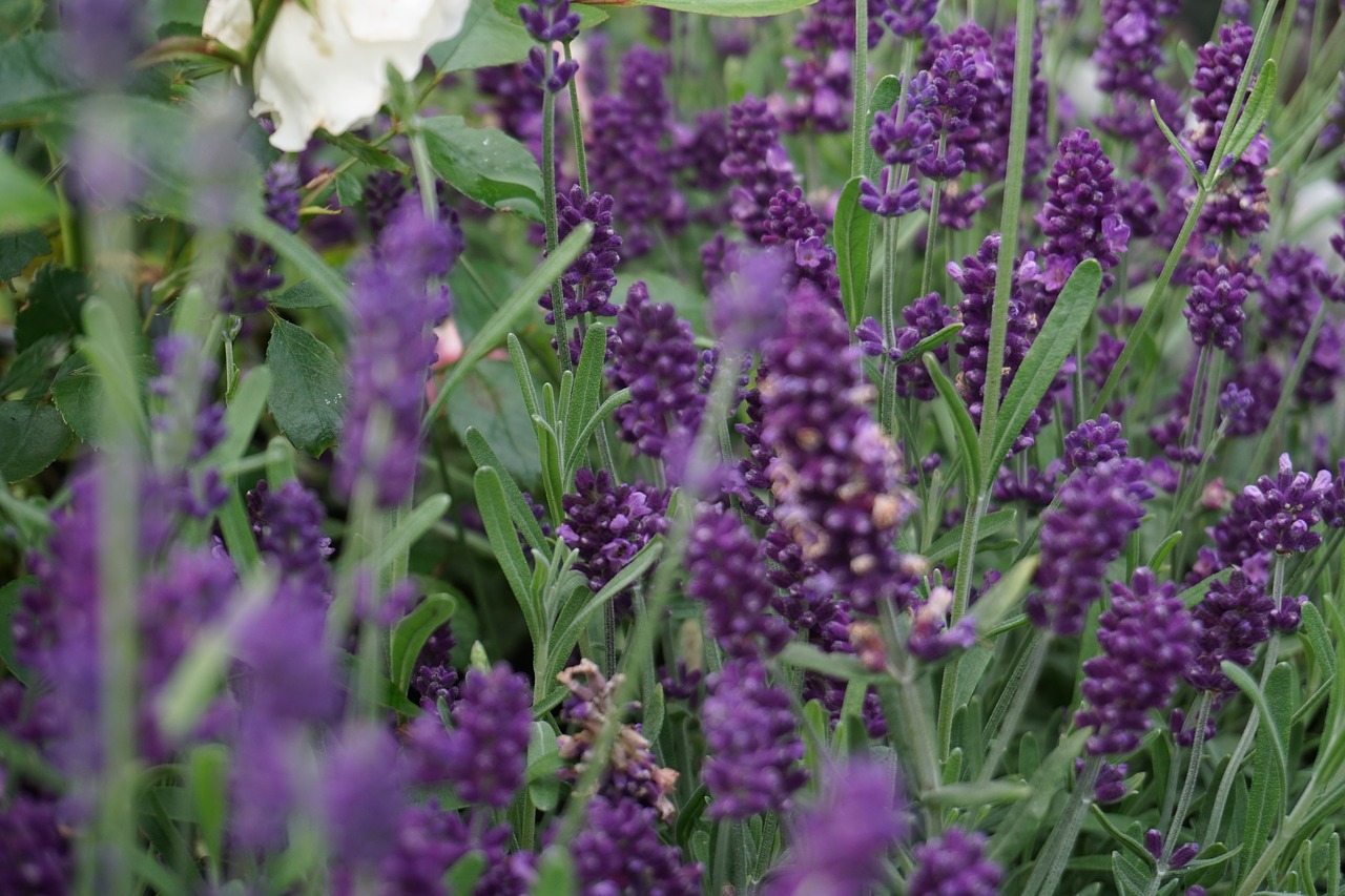 lavender  flower  nature free photo