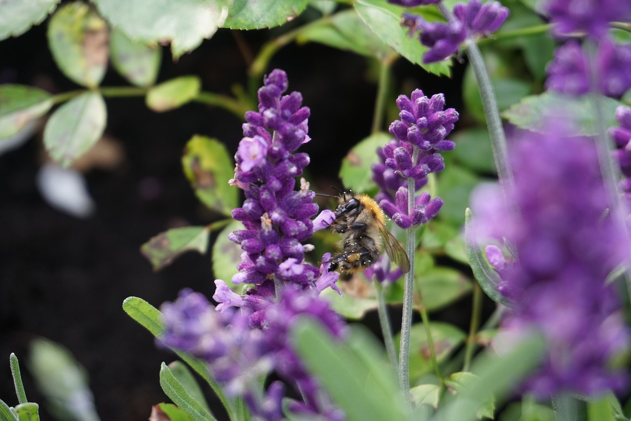 lavender  flower  nature free photo