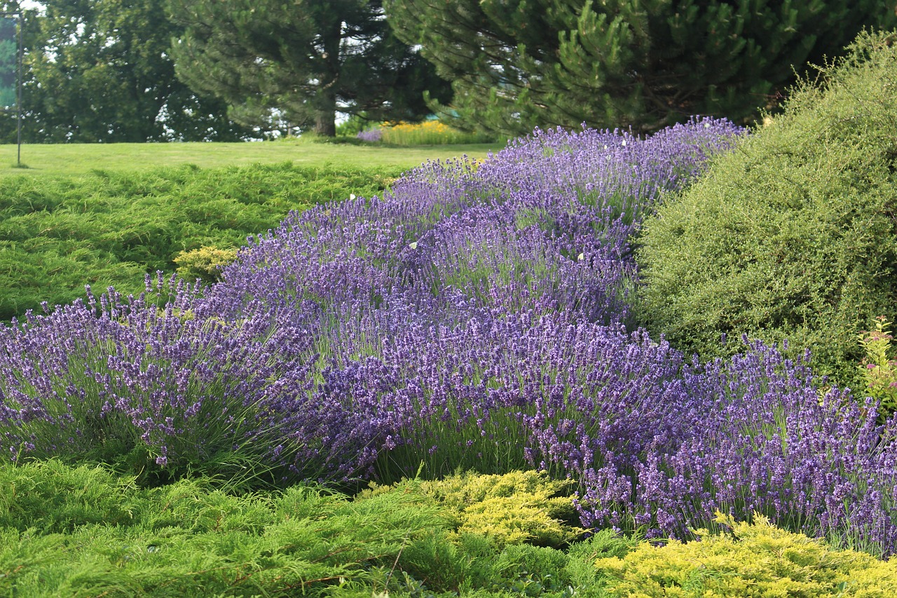 lavender  summer  flowers free photo