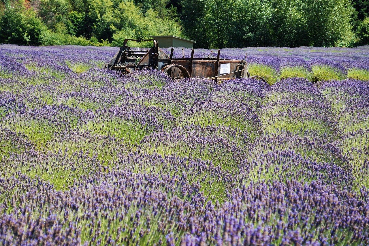lavender  farm  purple free photo