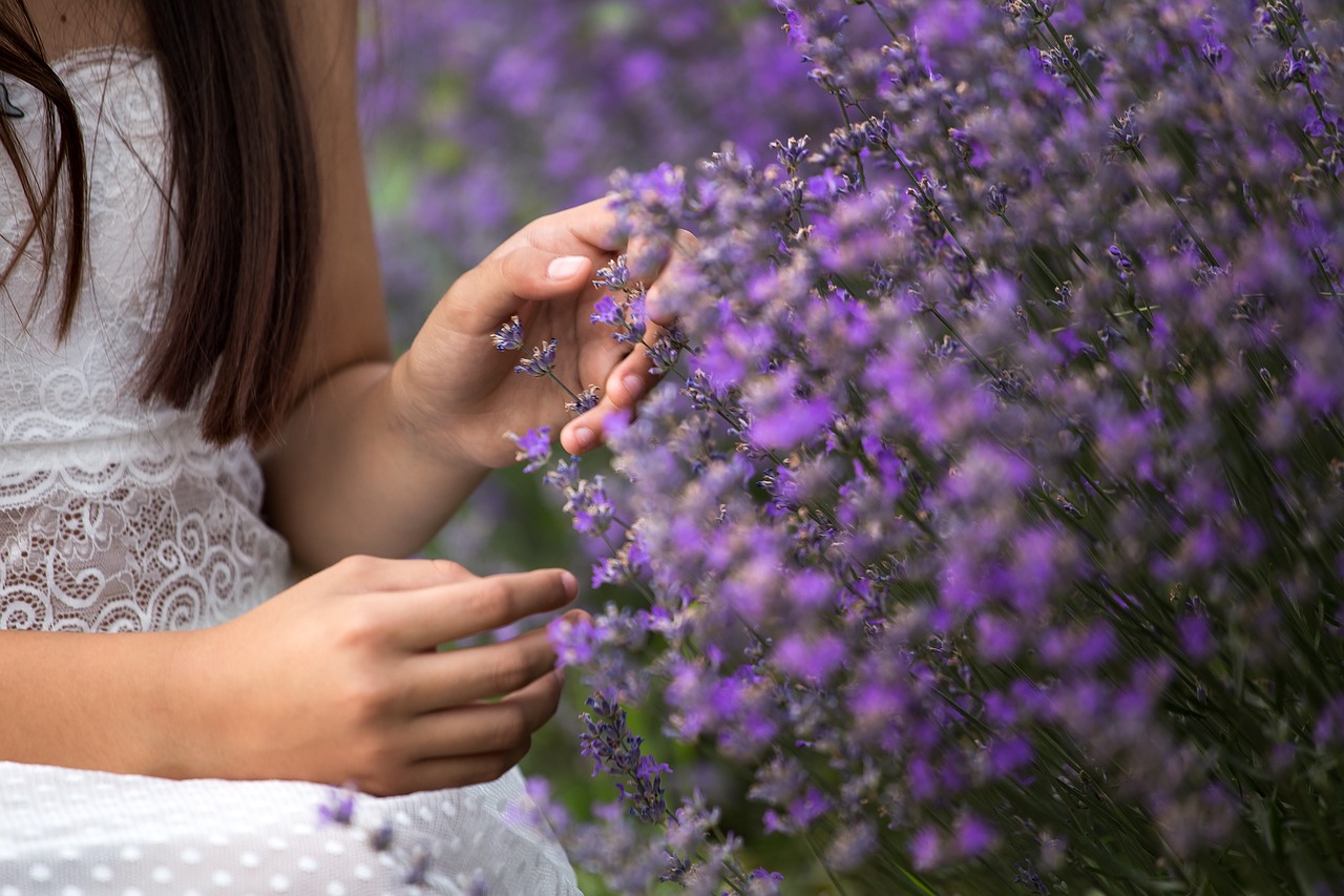 lavender  nature  flowers free photo