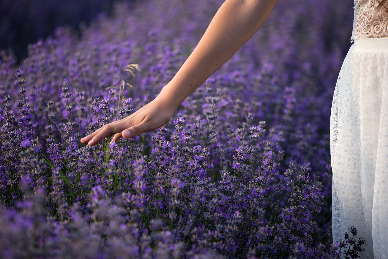 lavender  nature  flowers free photo