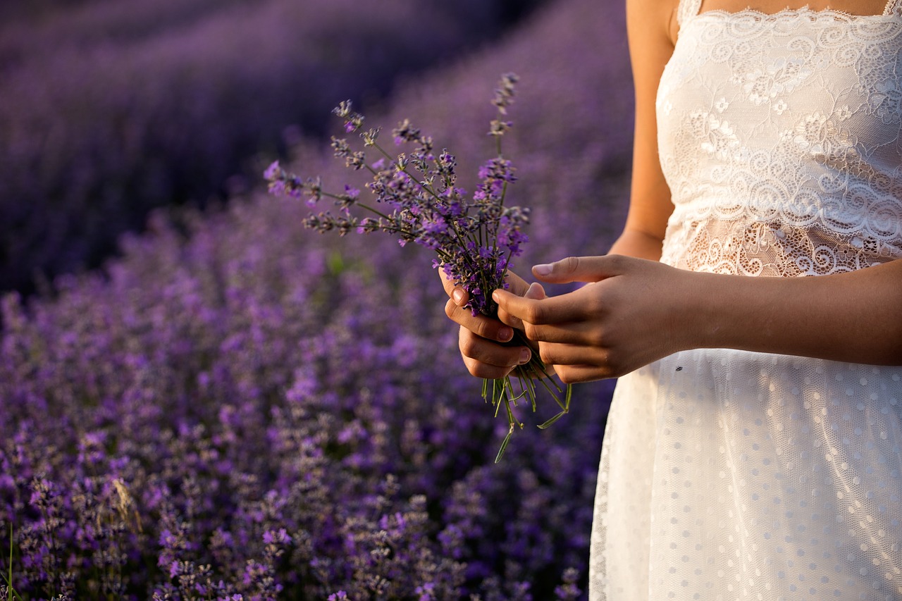 lavender  nature  flowers free photo