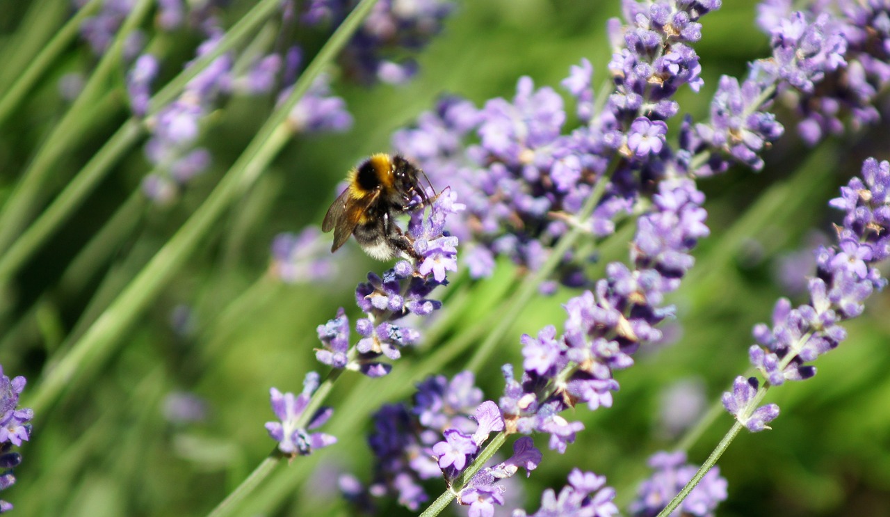 lavender  nature  flowers free photo