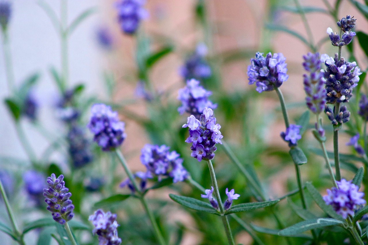 lavender  summer  flowers free photo