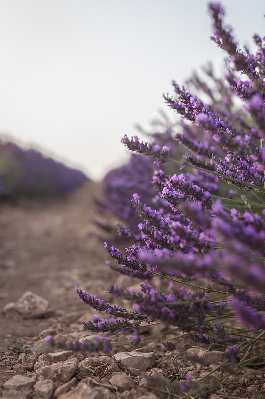 lavender  plant  brihuega free photo