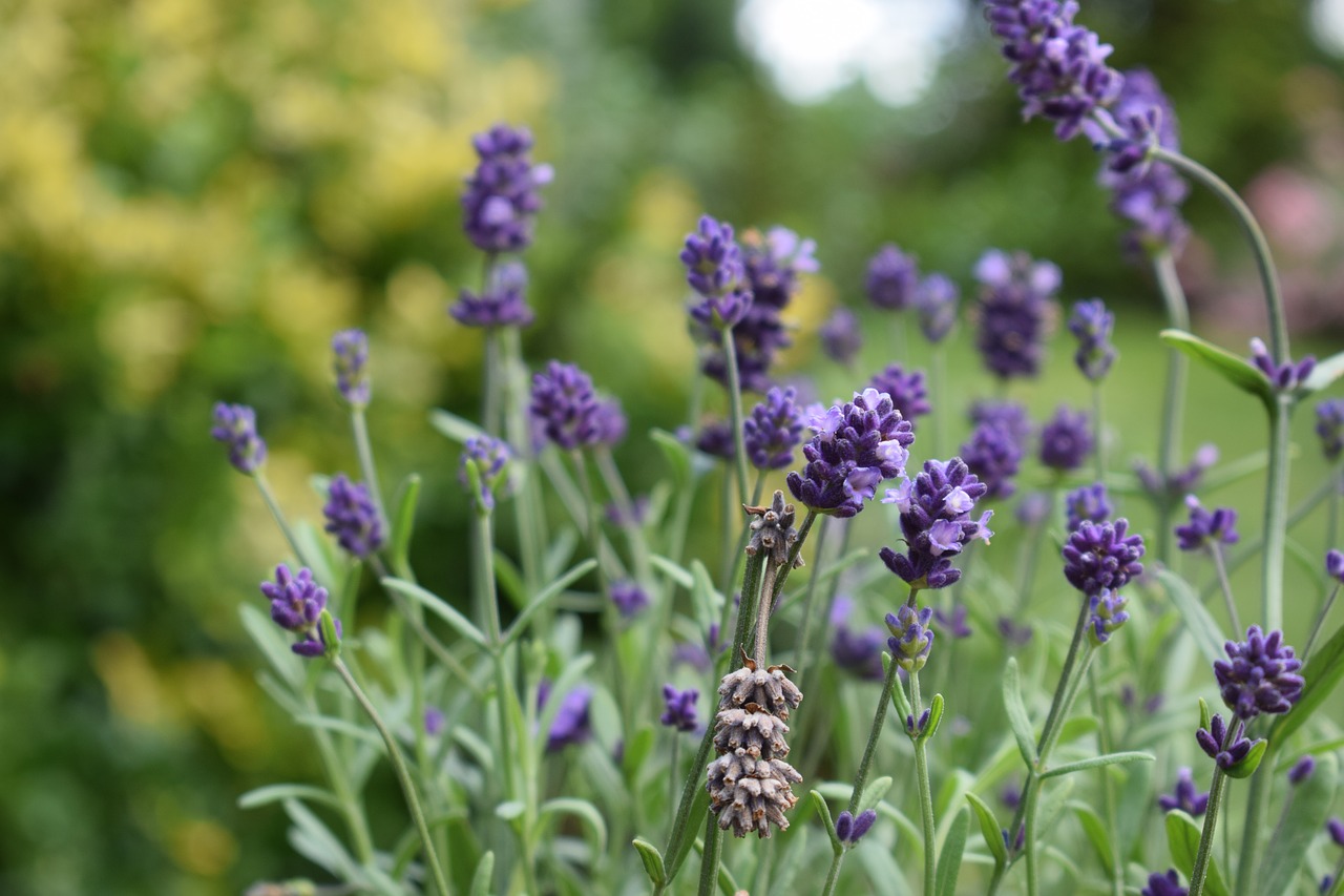 lavender  flower  nature free photo