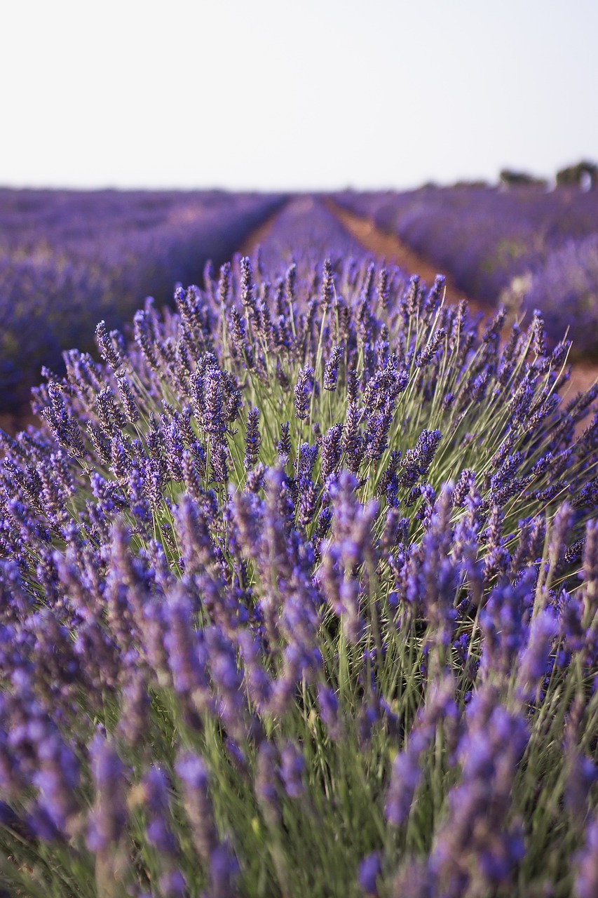 lavender  nature  field free photo