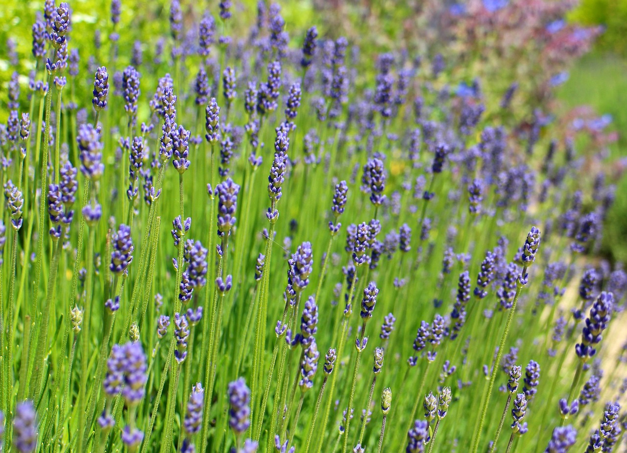 lavender lavender flowers purple free photo