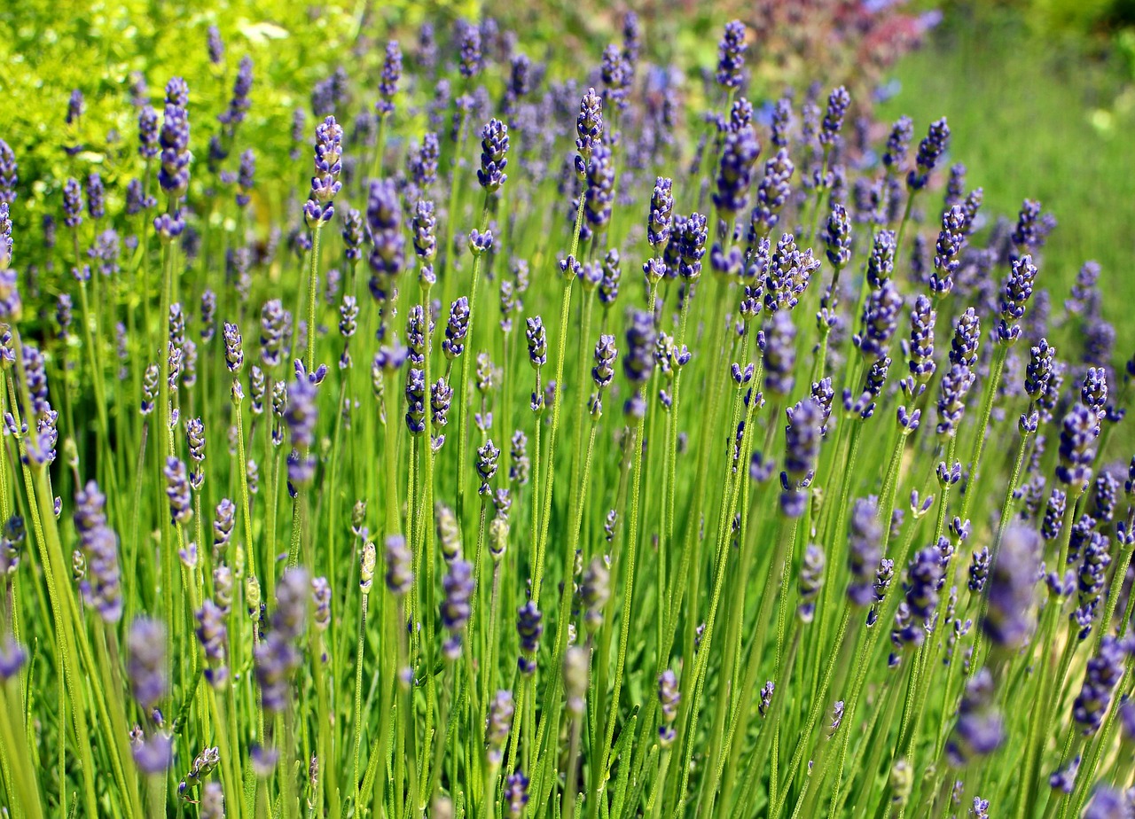 lavender lavender flowers purple free photo