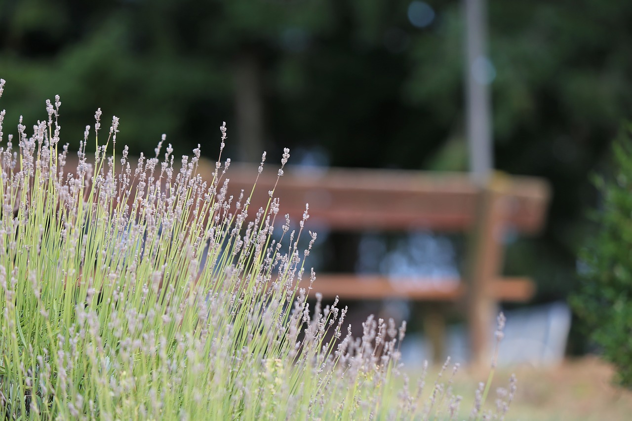 lavender  bench  park free photo