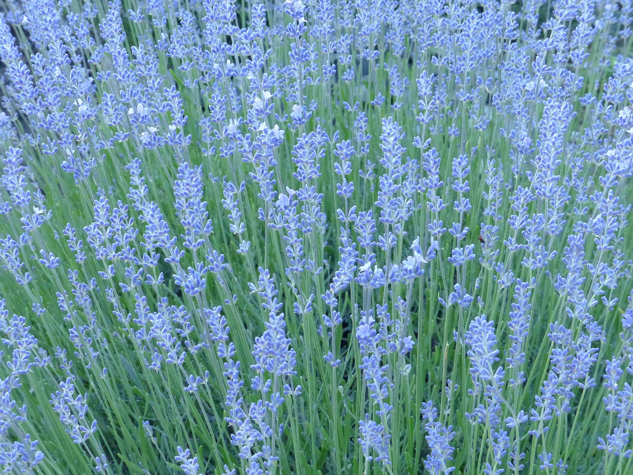 lavender  herbs  purple free photo
