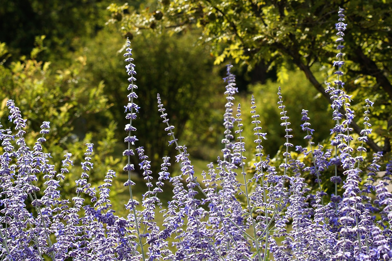 lavender  lavender blossom  purple free photo