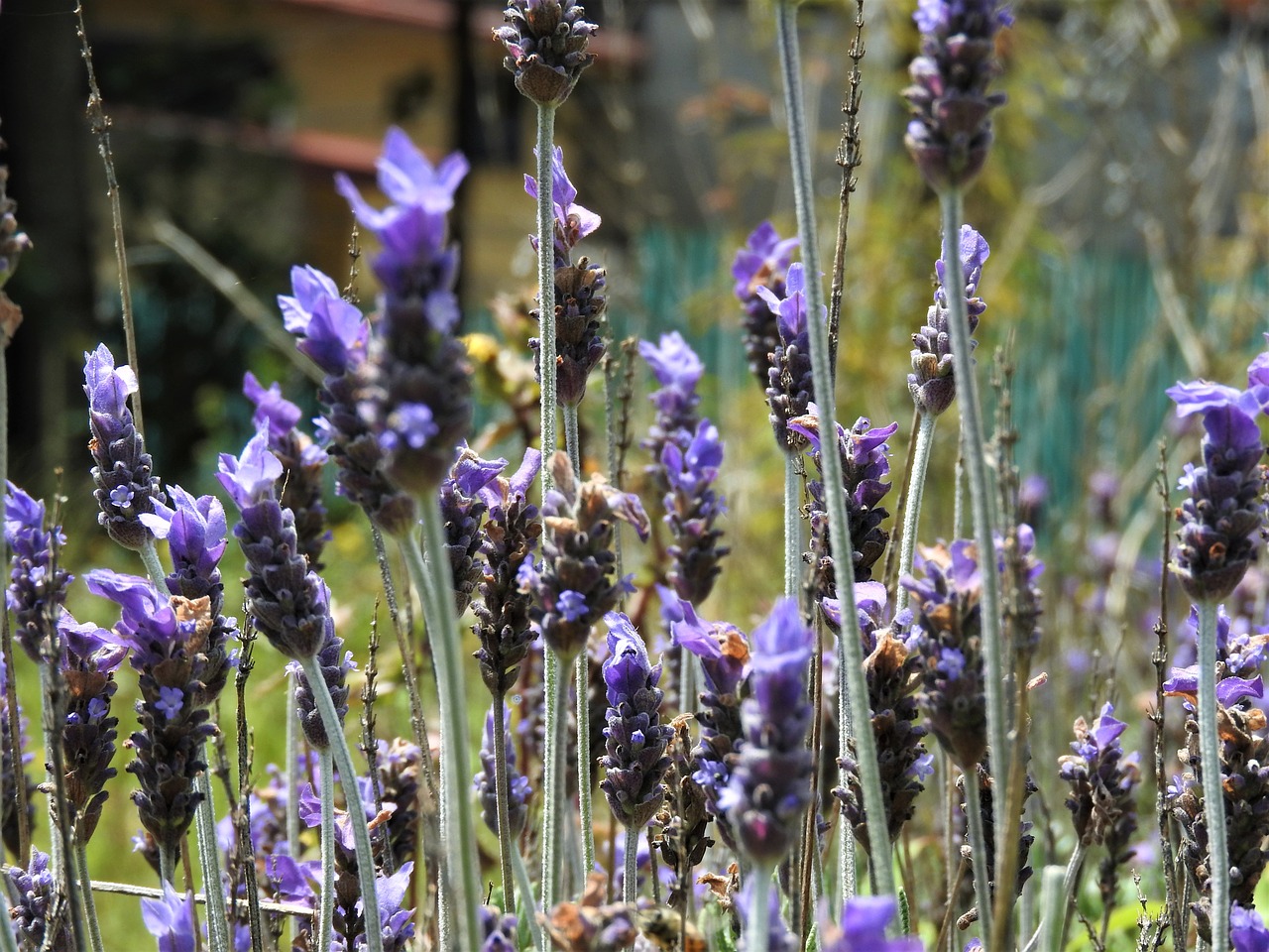 lavender  bee  flower free photo