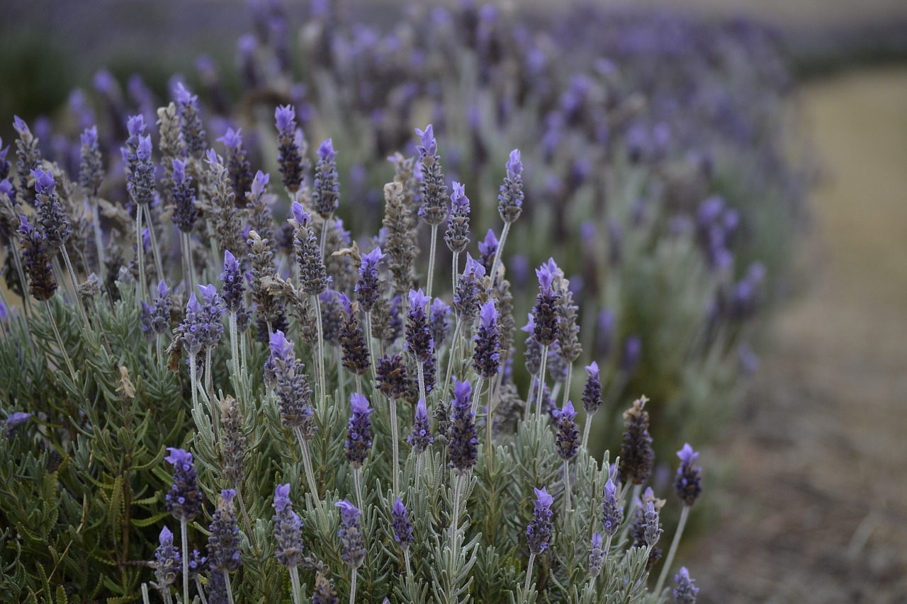 lavender  farm  scent free photo