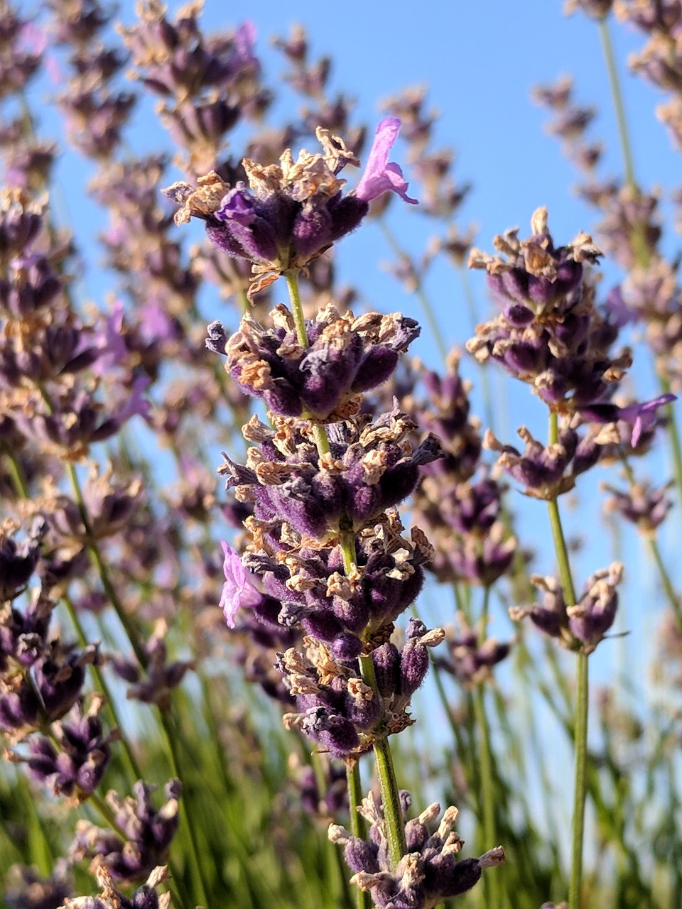 lavender  summer  nature free photo