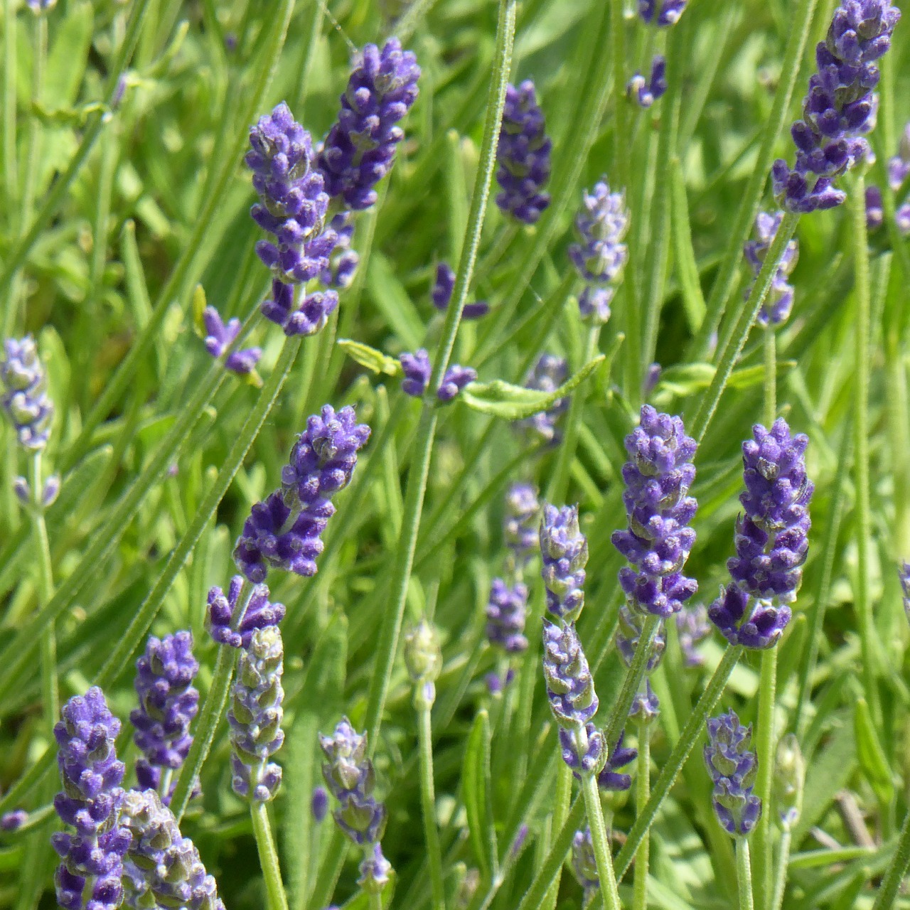 lavender field plant free photo