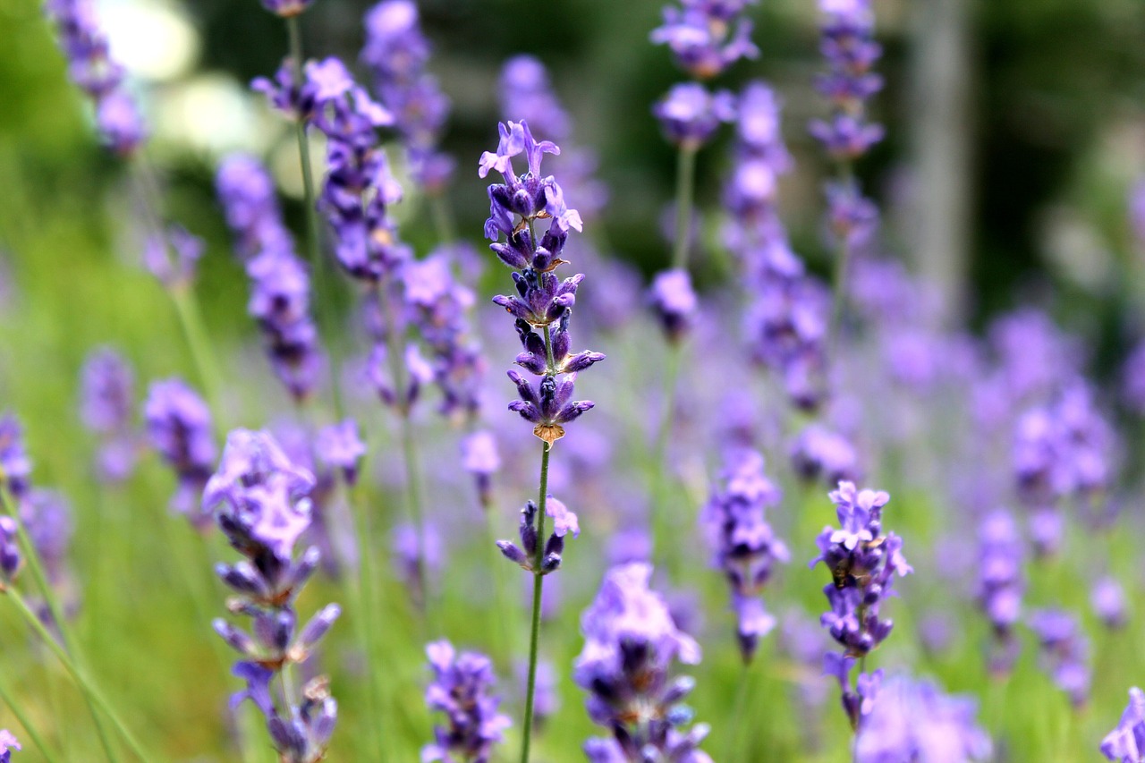 lavender  purple  flowers free photo